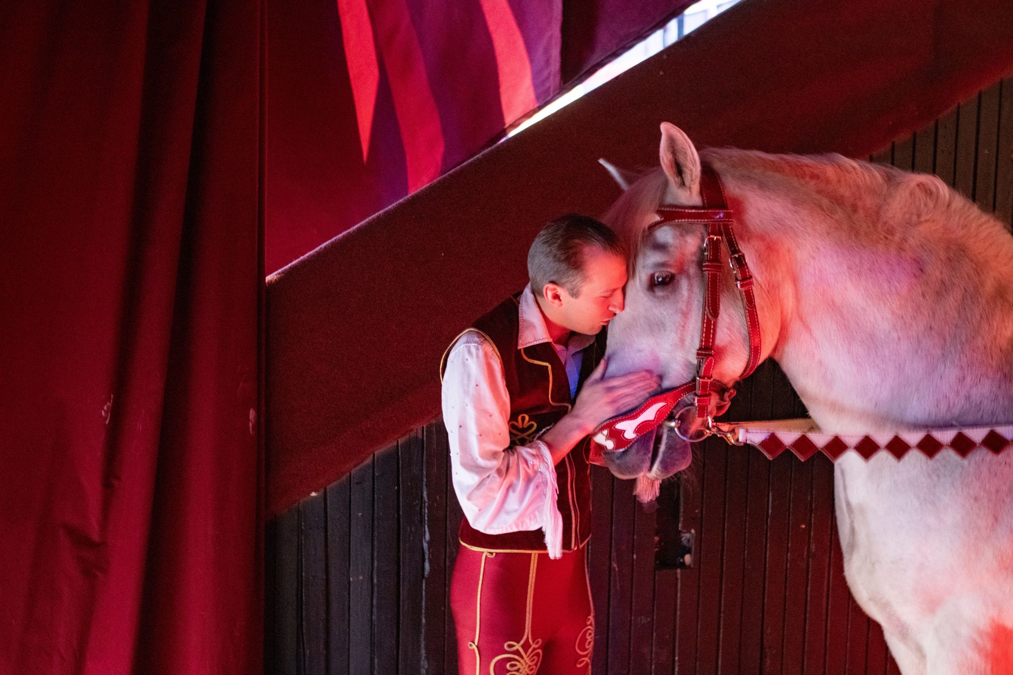 A cirkuszművészet a felelős állattartás szolgálatában – Interjú Petró Eszter állatvédelmi referenssel