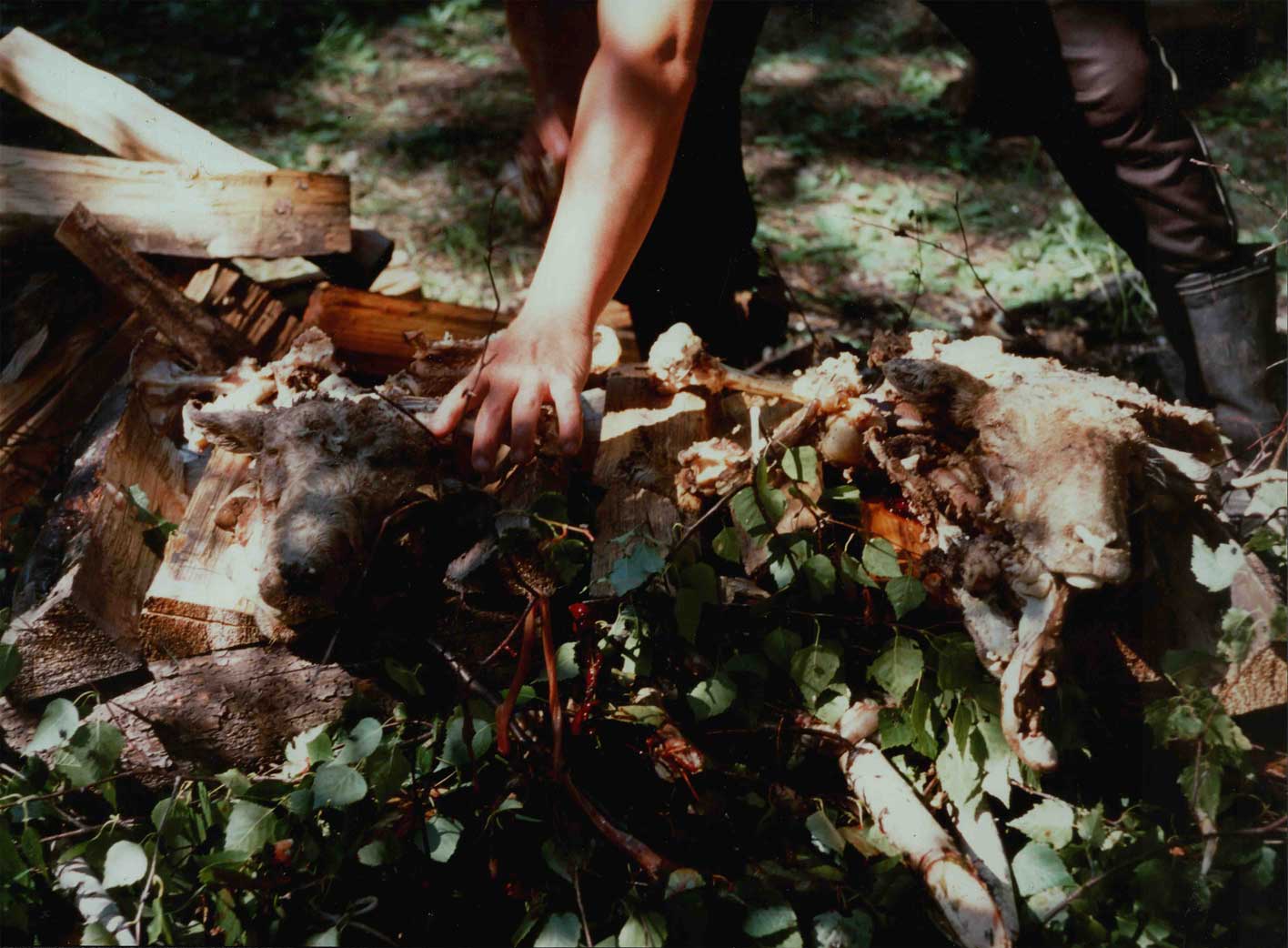 Az ősöknek felajánlott porciók, melyek az áldozati állatokat szimbolizálják a nyári családi szertartáson (tajilgan) (Sántha István felvétele Nyugat-Burjátföldön 1998 nyarán)