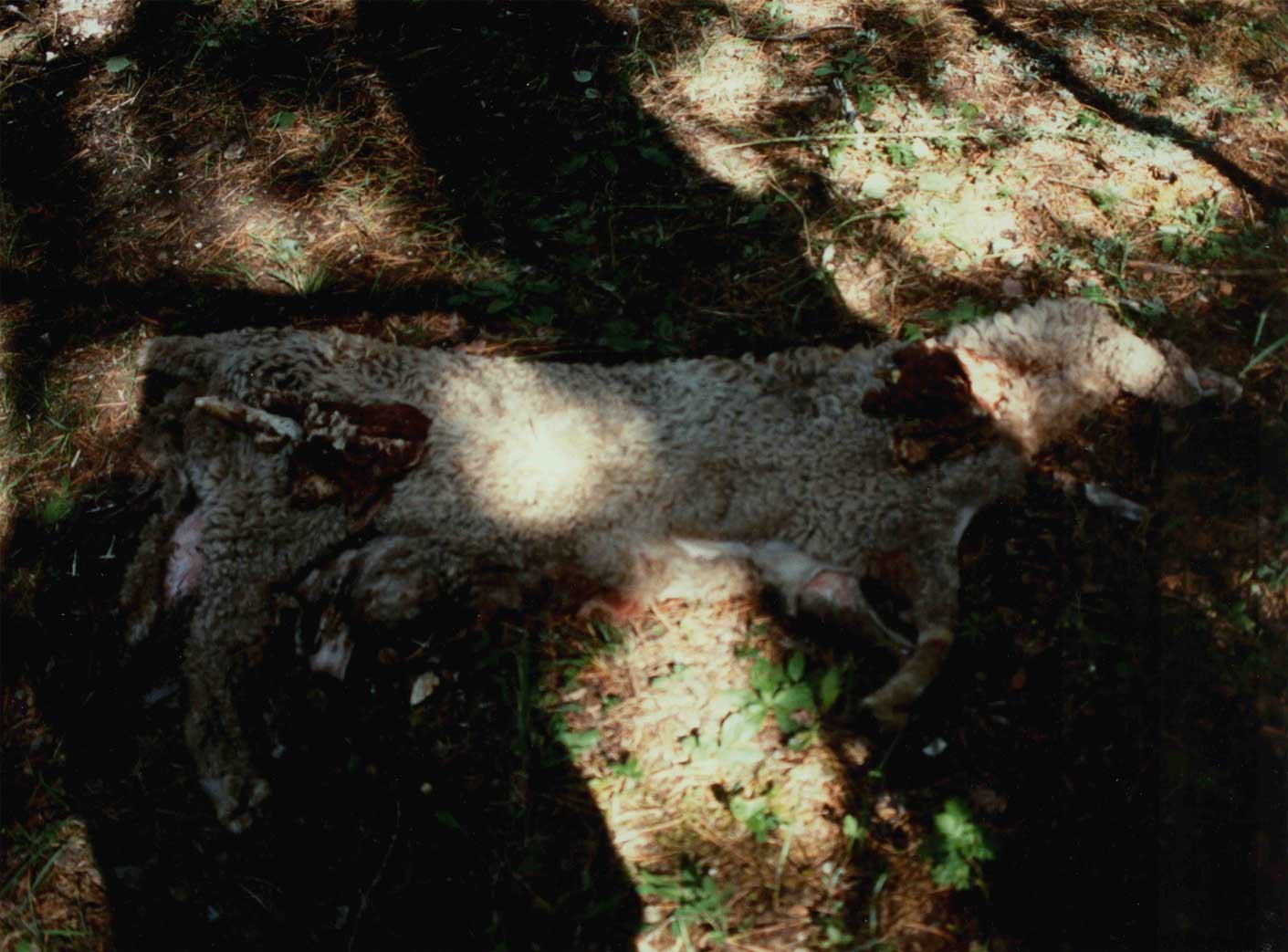 Az ősöknek felajánlott porciók, melyek az áldozati állatokat szimbolizálják a nyári családi szertartáson (tajilgan) (Sántha István felvétele Nyugat-Burjátföldön 1998 nyarán)