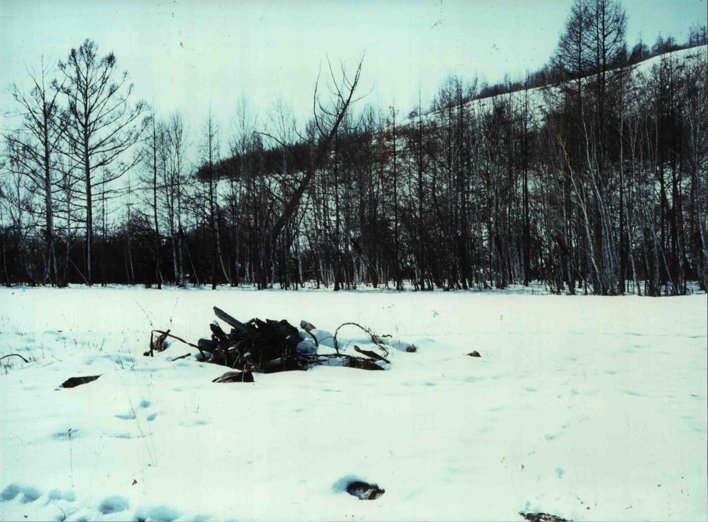 Feketekos (harahusza) áldozati liget. (Sántha István felvétele Nyugat-Burjátföldön 1993 januárjában)