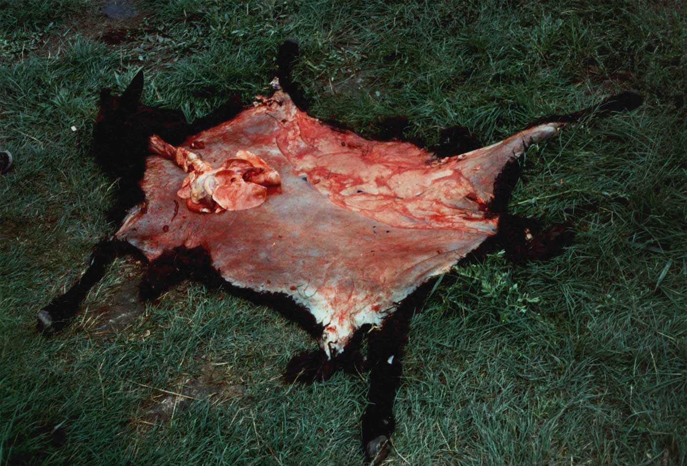 Feketekos (harahusza) áldozati állat feláldozandó része – az áldozati állat bőre nem szétbontva légutaktól és a tüdőtől, egy egységet alkotva. (Sántha István felvétele Nyugat-Burjátföldön 2000 őszén)