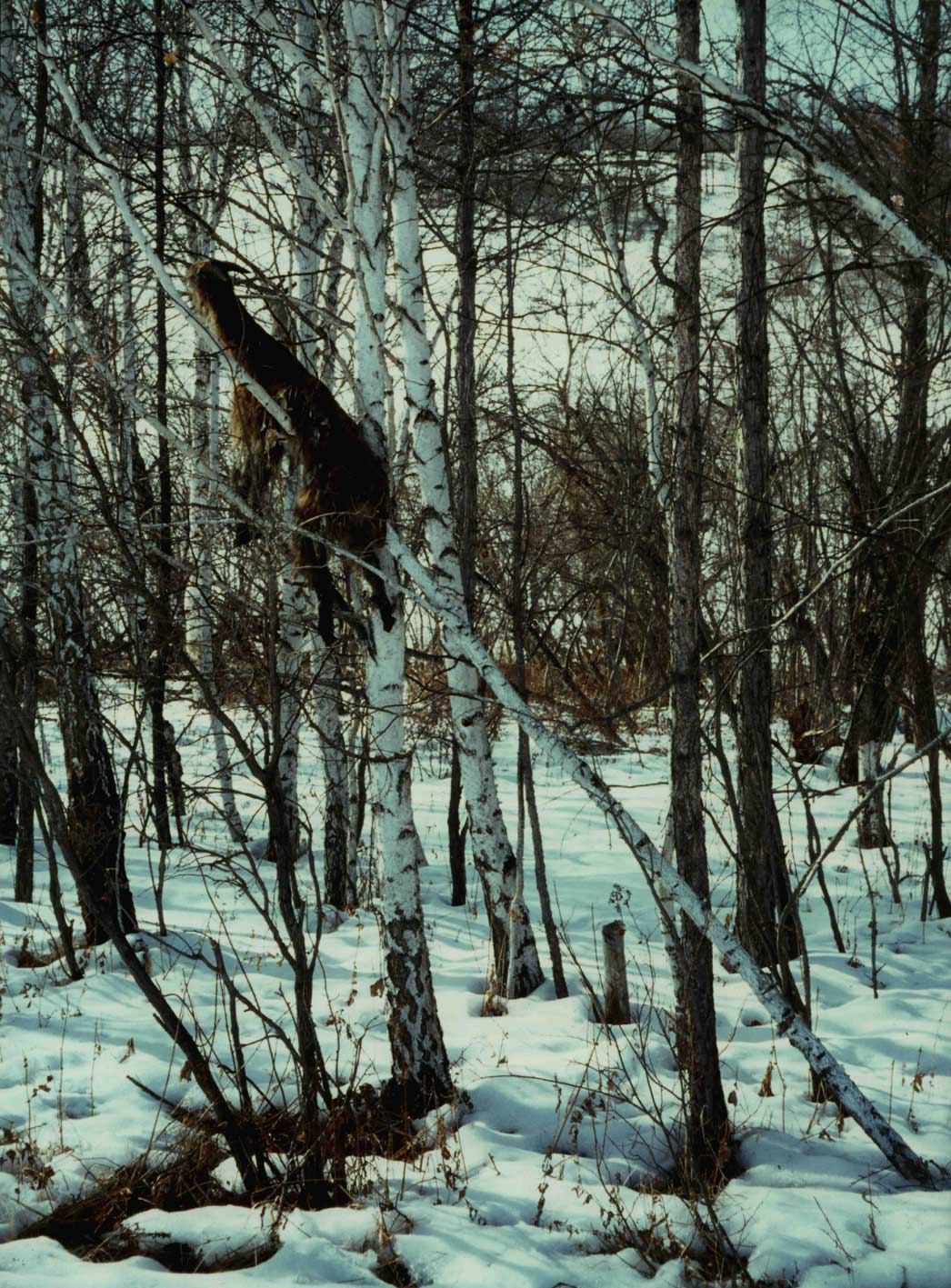 Feketekos (harahusza; fekete, hideg-khüjten) szertartás (Sántha István felvétele Nyugat-Burjátföldön 1993 januárjában)