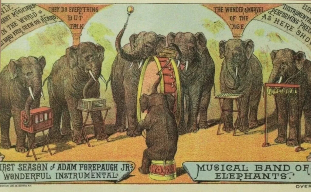 Az Adam Forepaugh Circus zenélő elefántjait hirdető plakát 1884 körül, baloldalon egy verklit tekerő ormányossal. Forrás: circushistory.org